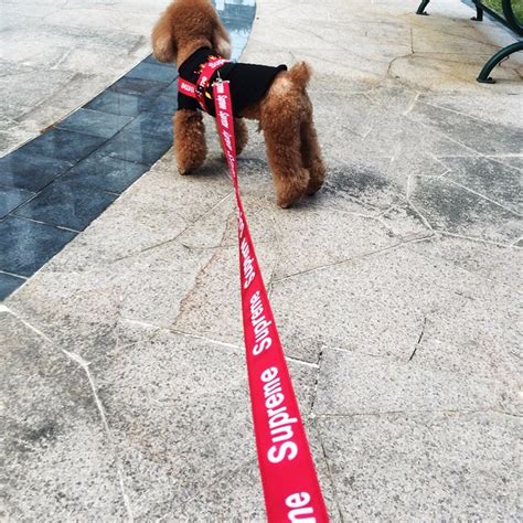 supreme dog collar and leash